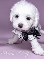 Powder Puff, a female Poodle - Miniature  for sale in Gainesville, FL – 1 of 2