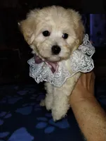 Cream Puff, a female Poodle - Miniature  for sale in Gainesville, FL – 2 of 2