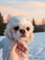 Cosmo, a male Shih Tzu for sale in Gainesville, FL – 1 of 3