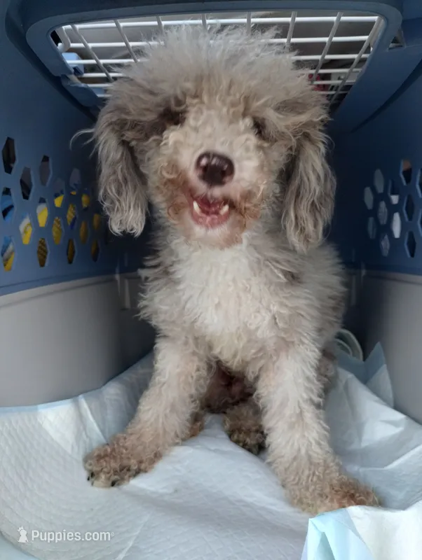 Jazlin – Poodle - Miniature  puppy for sale in Gainesville, FL
