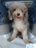 Jazlin, a female Poodle - Miniature  for sale in Gainesville, FL – 1 of 1