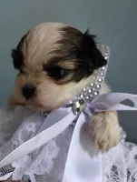 Fate , a male Mal Shi for sale in Gainesville, FL – 4 of 8