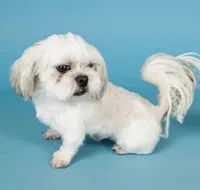 Prince, a male Shih Tzu for sale in Gainesville, FL – 2 of 3