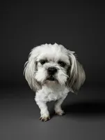 Prince, a male Shih Tzu for sale in Gainesville, FL – 3 of 3