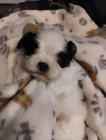 Kismet, a male Mal Shi for sale in Gainesville, FL – 6 of 8