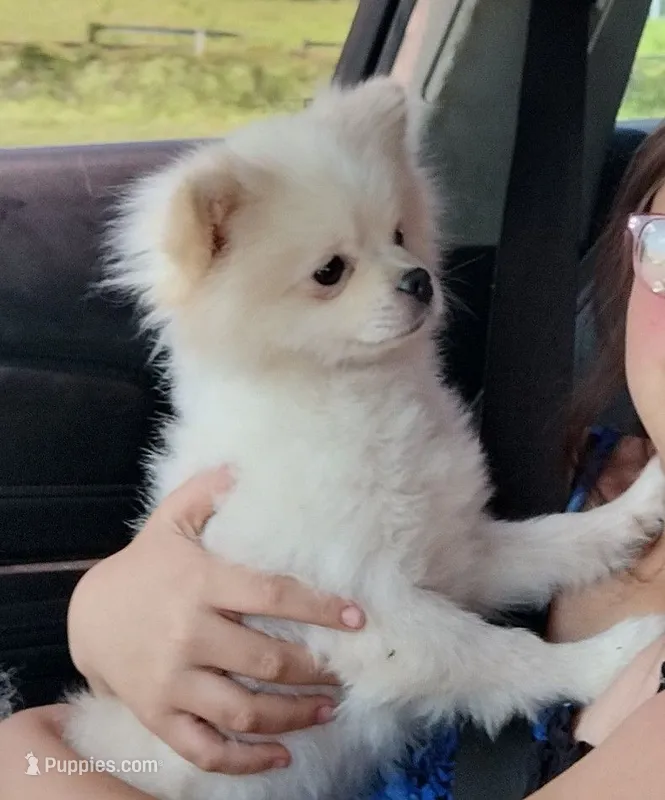 Klondike – Pomeranian puppy for sale in Gainesville, FL