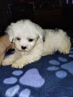 Puffington, a male Poodle - Miniature  for sale in Gainesville, FL – 3 of 3