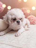 Cosmo, a male Shih Tzu for sale in Gainesville, FL – 2 of 3