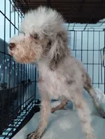 Jazlin, a female Poodle - Miniature  for sale in Gainesville, FL – 6 of 7