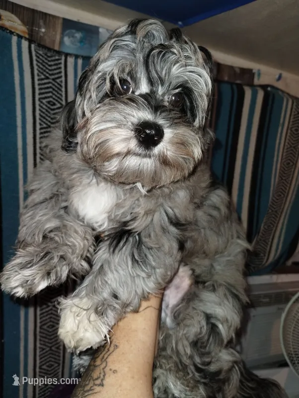 Mr Squiggles – Maltese, Poodle - Miniature  puppy for sale in Gainesville, FL