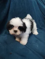 Kismet, a male Mal Shi for sale in Gainesville, FL – 2 of 10