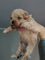 Dunkin, a male Maltipoo for sale in Gainesville, FL – 3 of 4