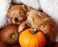 Dunkin, a male Maltipoo for sale in Gainesville, FL – 1 of 4
