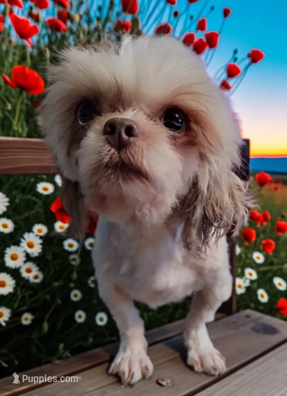 Karma – Shih Tzu puppy for sale in Gainesville, FL