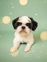 Kismet, a male Mal Shi for sale in Gainesville, FL – 1 of 10