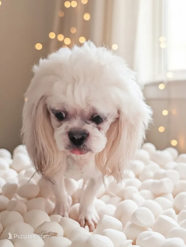 Prince – Shih Tzu puppy for sale in Gainesville, FL