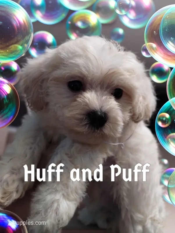 Huff and Puff – Poodle - Miniature  puppy for sale in Gainesville, FL