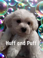 Huff and Puff, a male Poodle - Miniature  for sale in Gainesville, FL – 1 of 2