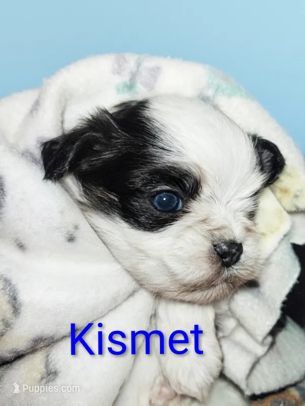 Kismet – Mal Shi puppy for sale in Gainesville, FL