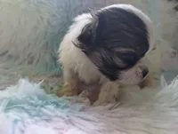 Fate , a male Mal Shi for sale in Gainesville, FL – 3 of 8