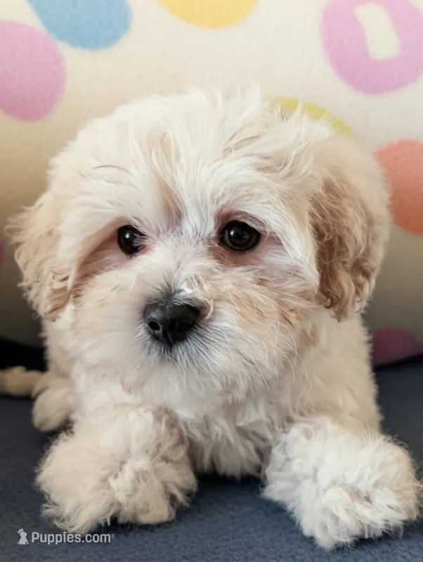 Cream Puff – Poodle - Miniature  puppy for sale in Gainesville, FL