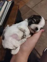 Fate , a male Mal Shi for sale in Gainesville, FL – 2 of 8