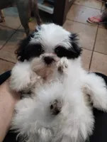 Kismet, a male Mal Shi for sale in Gainesville, FL – 9 of 9
