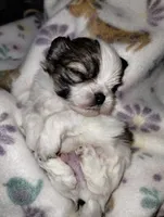 Fate , a male Mal Shi for sale in Gainesville, FL – 6 of 8