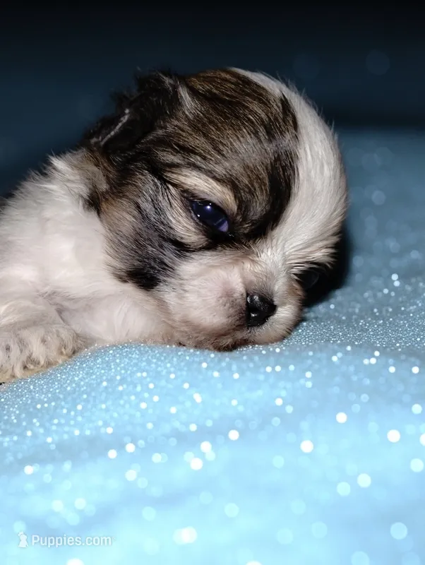 Fate  – Mal Shi puppy for sale in Gainesville, FL