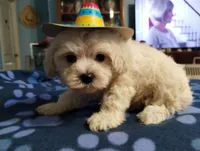 Huff and Puff, a male Poodle - Miniature  for sale in Gainesville, FL – 2 of 2
