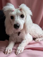 Jolie, a female Poodle - Miniature  for sale in Gainesville, FL – 1 of 3