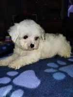 Puffington, a male Poodle - Miniature  for sale in Gainesville, FL – 2 of 3
