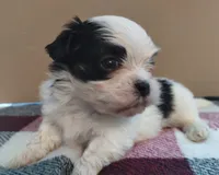 Kismet, a male Mal Shi for sale in Gainesville, FL – 8 of 8