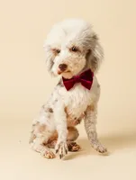 Jazlin, a female Poodle - Miniature  for sale in Gainesville, FL – 5 of 7