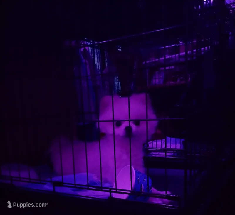 Klondike – Pomeranian puppy for sale in Gainesville, FL