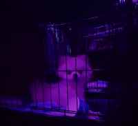 Klondike, a male Pomeranian for sale in Gainesville, FL – 1 of 1