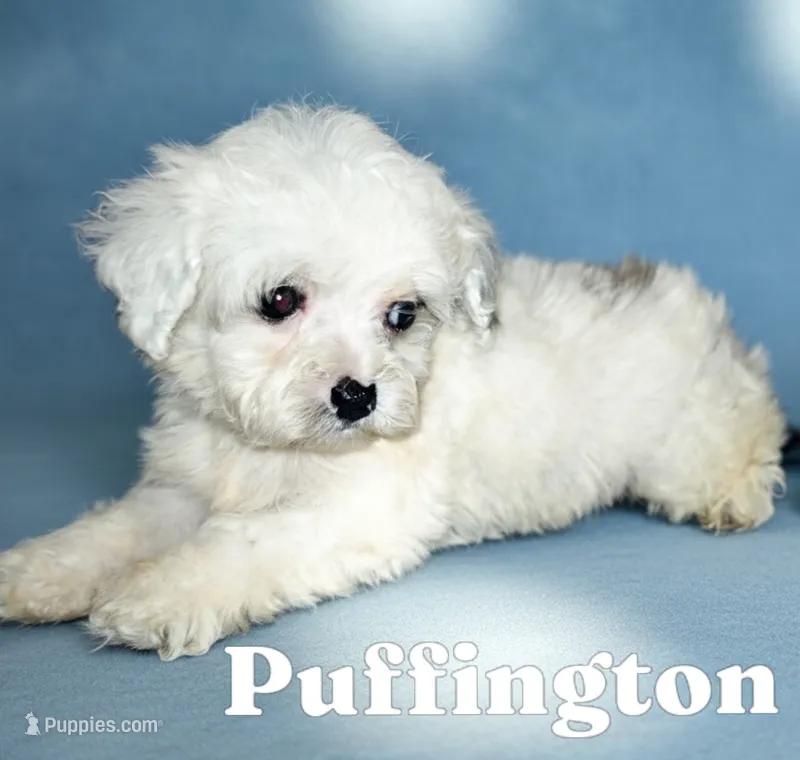 Puffington – Poodle - Miniature  puppy for sale in Gainesville, FL