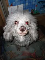 Jazlin, a female Poodle - Miniature  for sale in Gainesville, FL – 2 of 7