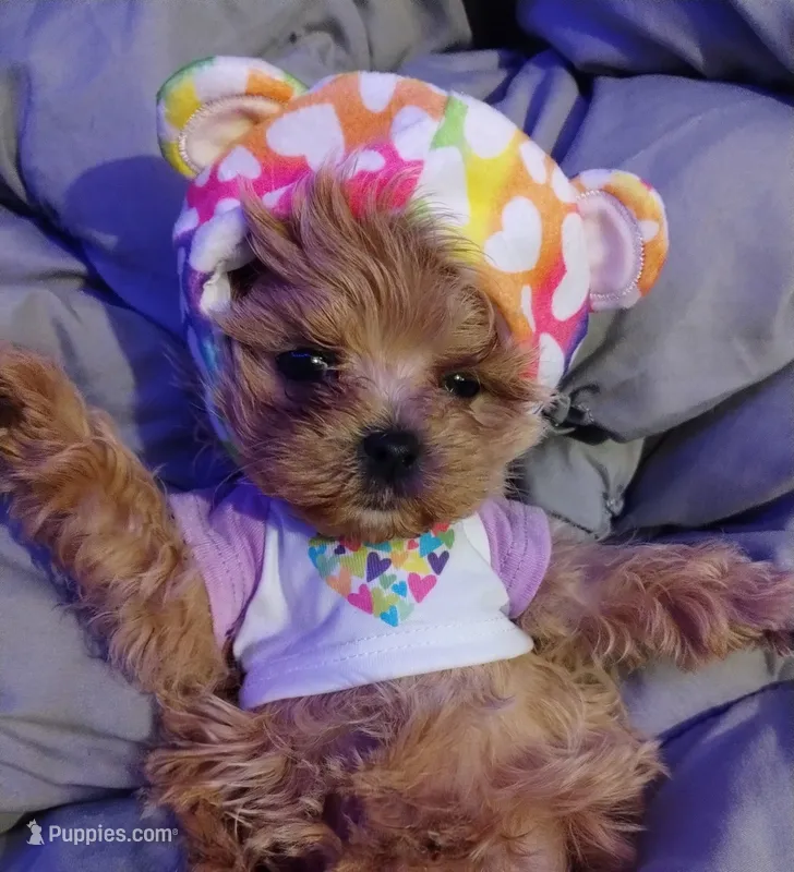 Dunkin – Maltipoo puppy for sale in Gainesville, FL