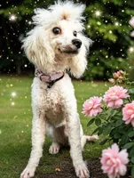 Jolie, a female Poodle - Miniature  for sale in Gainesville, FL – 2 of 3