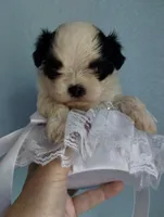 Kismet, a male Mal Shi for sale in Gainesville, FL – 3 of 8