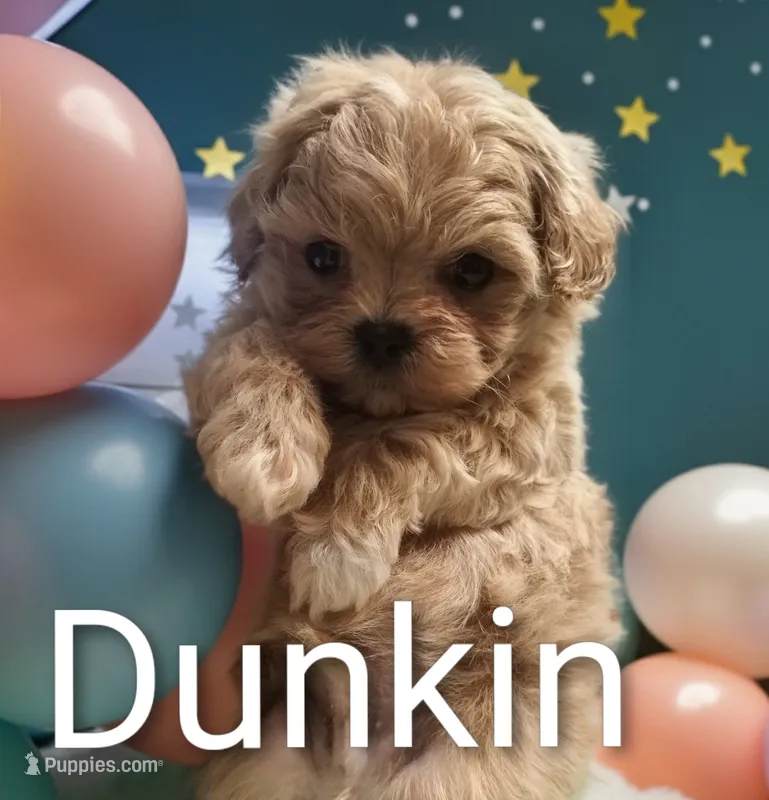 Dunkin – Maltipoo puppy for sale in Gainesville, FL