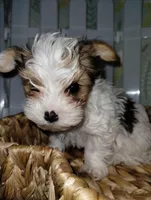 Zeus , a male Yorkshire Terrier for sale in Ocala, FL – Photo 3 of 3