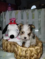 Zeus , a male Yorkshire Terrier for sale in Ocala, FL – Photo 2 of 3