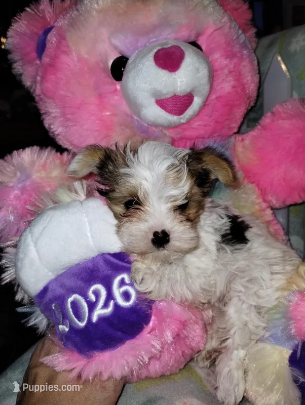 Zeus , a male Yorkshire Terrier for sale in Ocala, FL – Photo 1 of 3