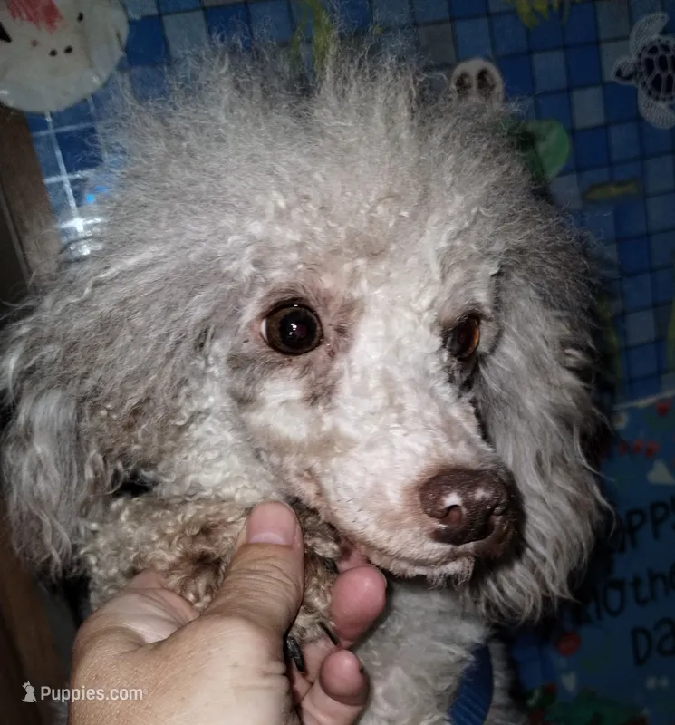 Jazlin – Poodle - Miniature  puppy for sale in Gainesville, FL