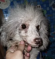 Jazlin, a female Poodle - Miniature  for sale in Gainesville, FL – 1 of 7