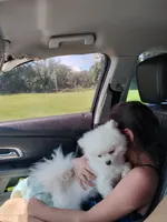 Klondike, a male Pomeranian for sale in Gainesville, FL – 2 of 5