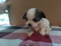 Fate , a male Mal Shi for sale in Gainesville, FL – 7 of 8