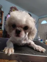 Cosmo, a male Shih Tzu for sale in Gainesville, FL – 3 of 3